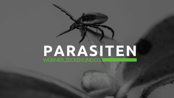 Parasiten Von Hund Und Katze Tierarzt Uderns Zillertal