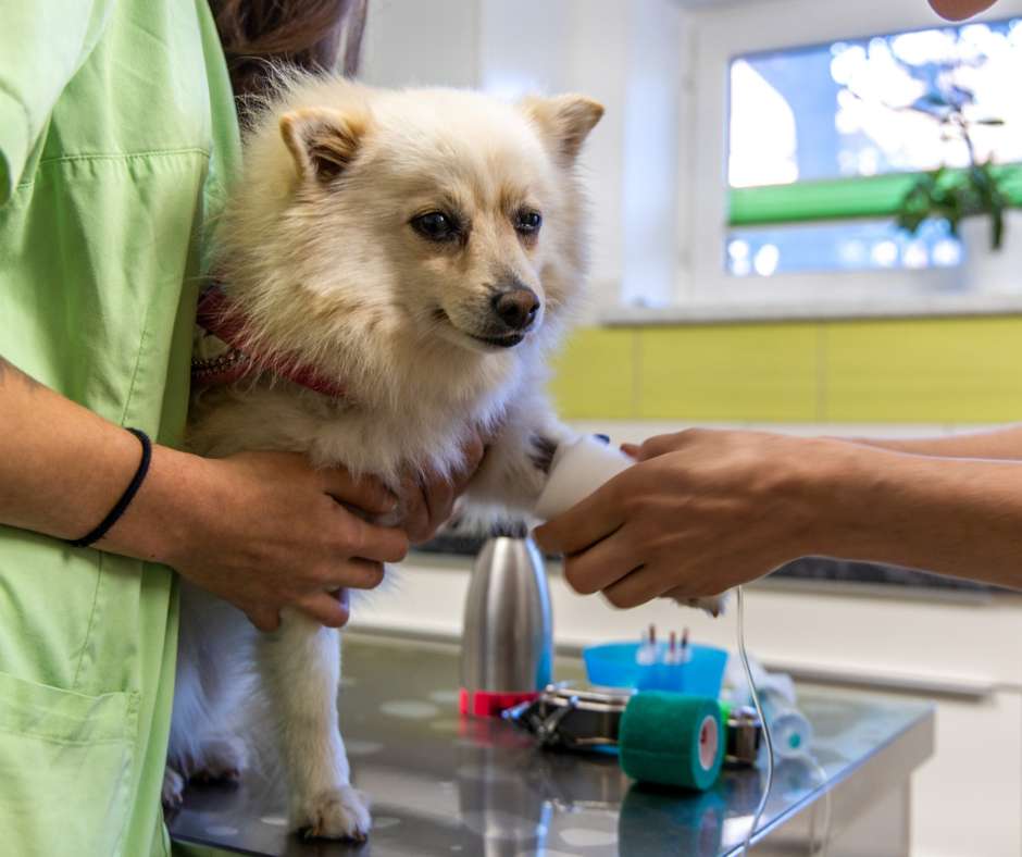 Blutuntersuchung beim Hund in der Tierarztpraxis