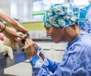 Intubation bei einem Hund