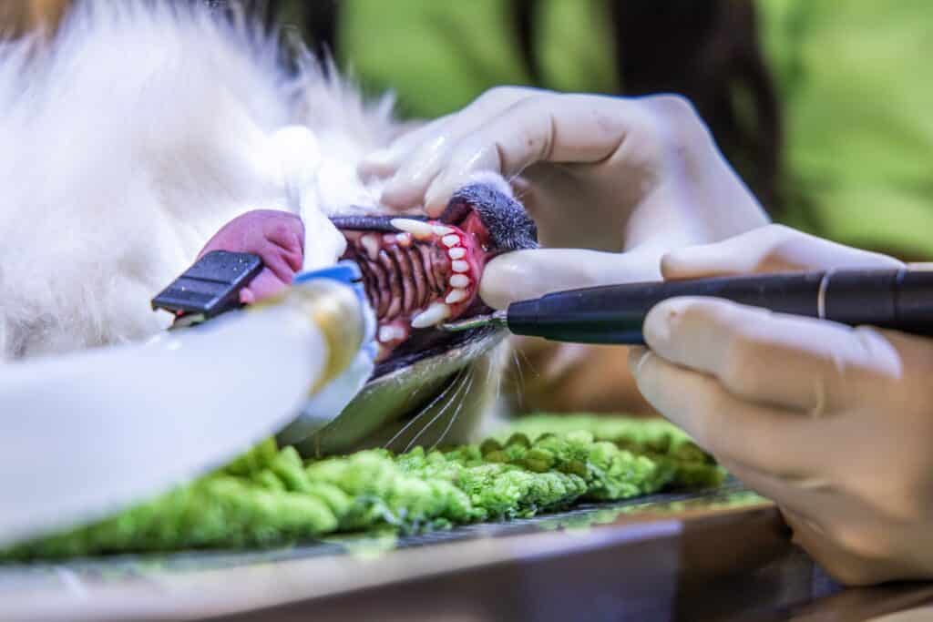 Zahnbehandlung bei einem Hund