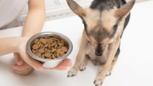 Futter Allergie beim Hund