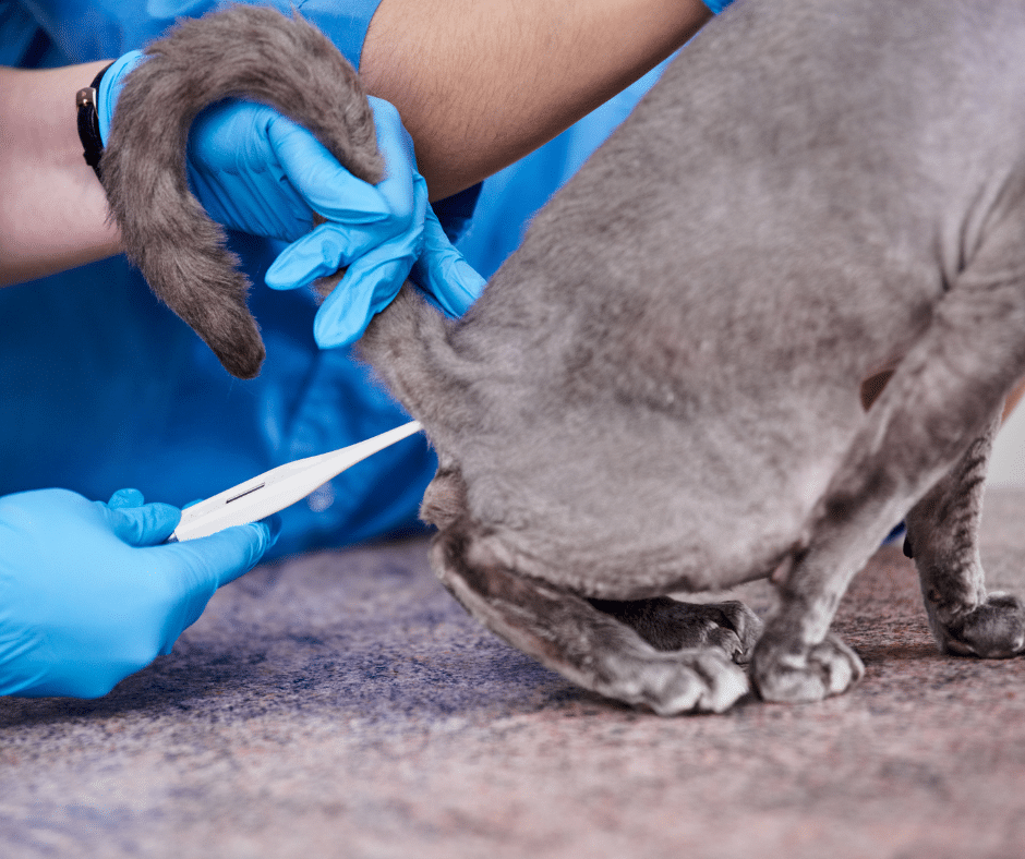 Fieber messen bei Katzen