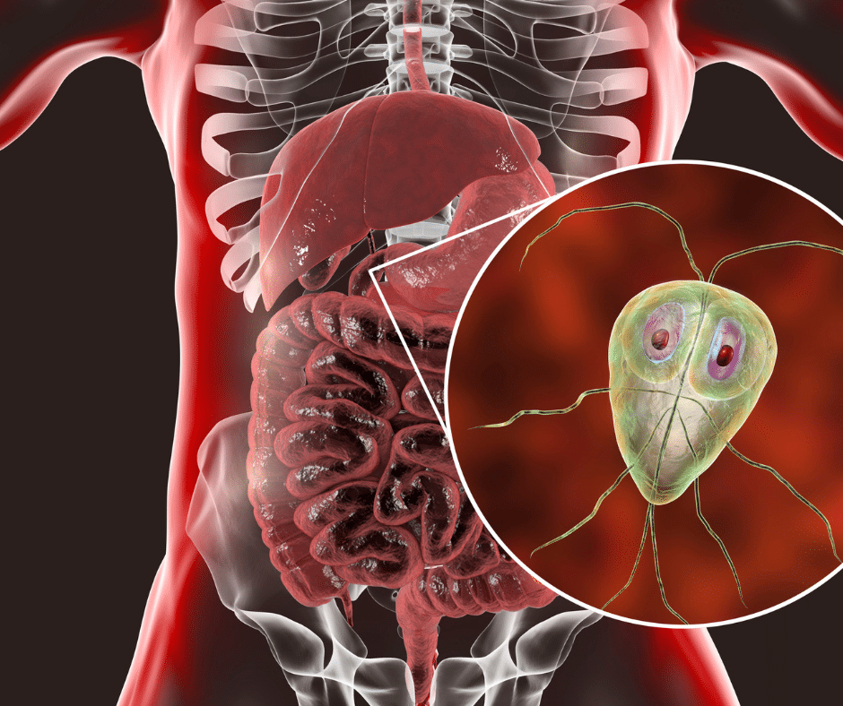 Zoonose - Giardien sind auf den Menschen übertragbar